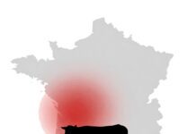 French Farmers Block Roads: Disease Control Reveals Europe’s Meat Economy French Farmers Block Roads: Disease Control Reveals Europe's Meat Economy